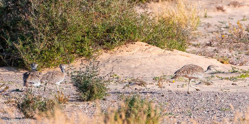 Houbara Bustard - Westelijke Kraagtrap - Chlamydotis undulata fuertaventurae