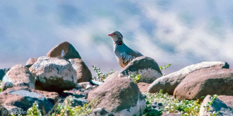 Barbary Partridge - Barbarijse Patrijs - Alectoris barbara