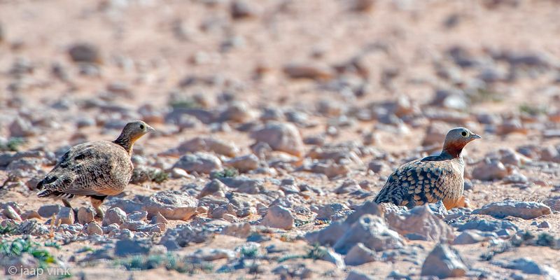 Black-bellied Sandgrouse - Zwartbuikzandhoen - Pterocles orientalis