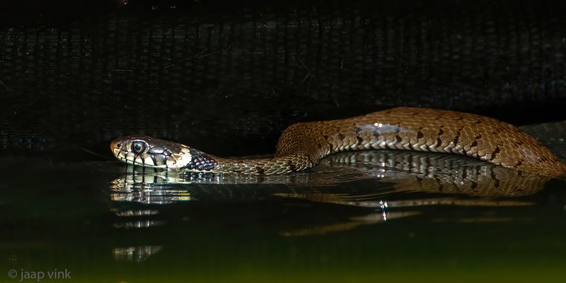 Barred Grass Snake - Ringslang - Natrix helvetica