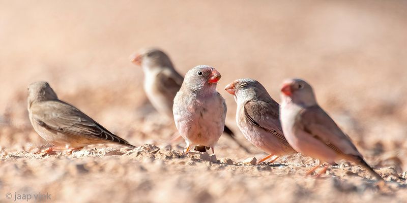 Trumpeter Finch - Woestijnvink - Bucanetes githagineus