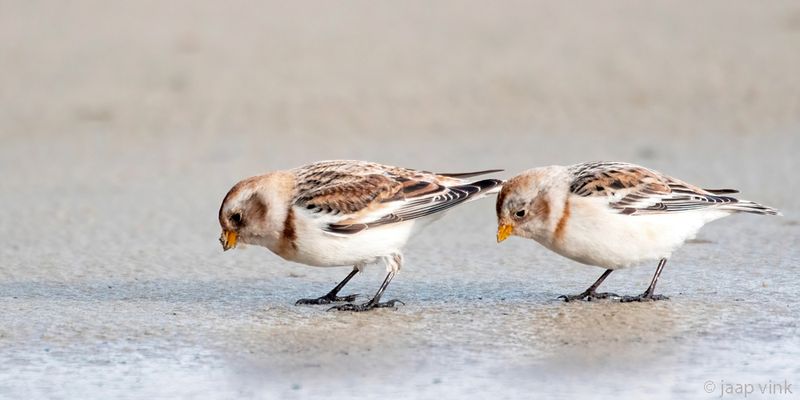 Snow Bunting - Sneeuwgors - Plectrophenax nivalis