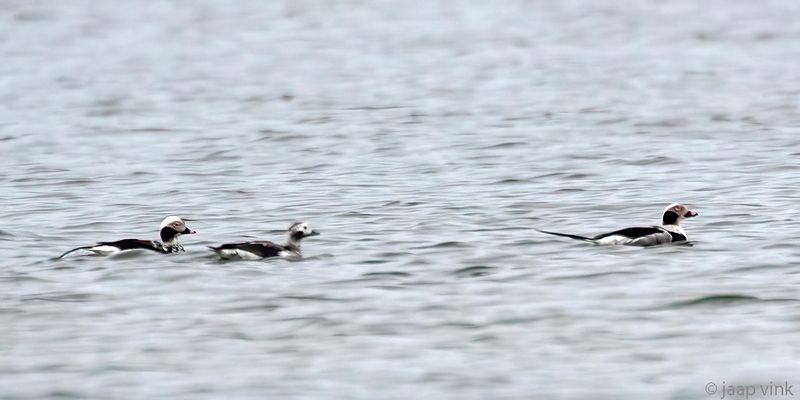 Long-tailed Duck - IJseend -  Clangula hyemalis