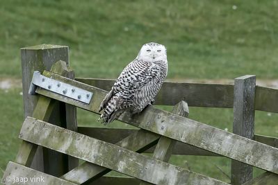 Snowy Owl - Sneeuwuil - Bubo scandiacus