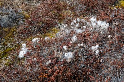 Arctic Willow - Poolwilg - Salix arctica
