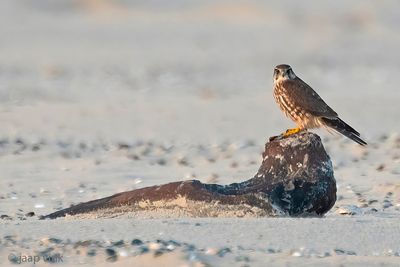 Merlin - Smelleken - Falco columbarius