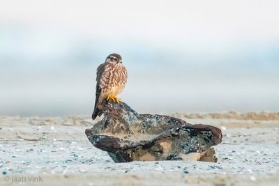 Merlin - Smelleken - Falco columbarius