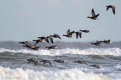 Brant Goose - Rotgans - Branta bernicla