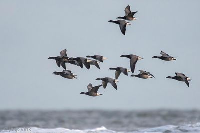 Brant Goose - Rotgans - Branta bernicla