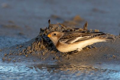 Snow Bunting - Sneeuwgors - Plectrophenax nivalis