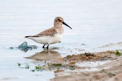 Dunlin - Bonte Strandloper - Calidris alpina