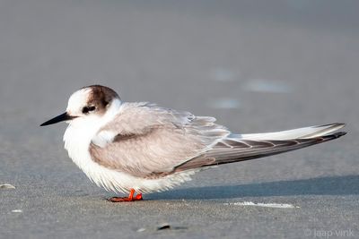 Netherlands, Terschelling: Gulls & Terns