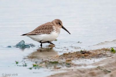 Dunlin - Bonte Strandloper - Calidris alpina