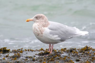 Glaucous Gull - Grote Burgemeester - Larus hyperboreus