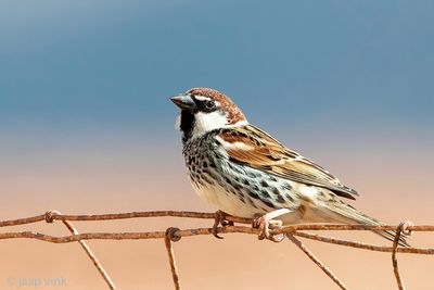 Spanish Sparrow - Spaanse Mus - Passer hispaniolensis