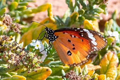 Plain Tiger - Kleine Monarchvlinder - Danaus chrysippus