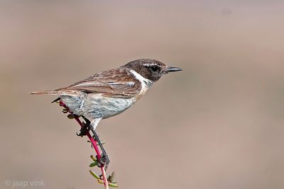 Canary Islands Stonechat - Canarische Roodborsttapuit - Saxicola dacotiae