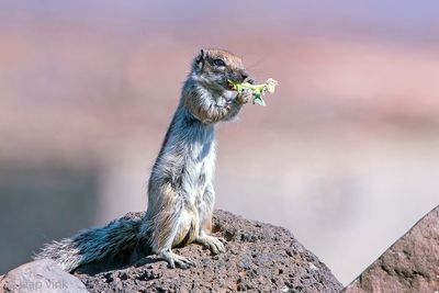 Barbary Ground Squirrel - Barbarijse Grondeekhoorn - Atlantoxerus getulus
