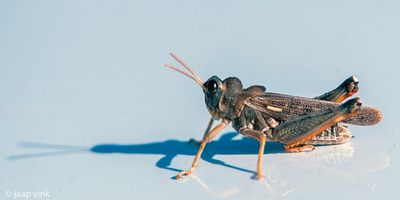 Canarian Crested Grasshopper - Dericorys lobata