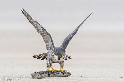 Peregrine - Slechtvalk - Falco peregrinus