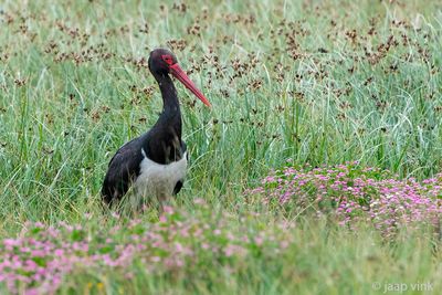Black Stork - Zwarte Ooievaar - Ciconia nigra
