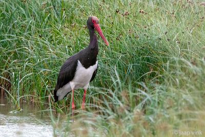 Black Stork - Zwarte Ooievaar - Ciconia nigra