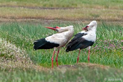 White Stork - Ooievaar - Ciconia ciconia