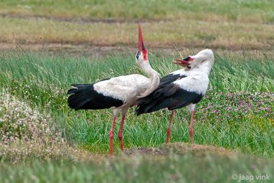 White Stork - Ooievaar - Ciconia ciconia