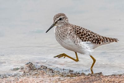 Wood Sandpiper - Bosruiter - Tringa glareola