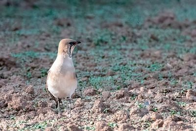 Collared Pratincole - Vorkstaartpleviier - Glareola pratincola