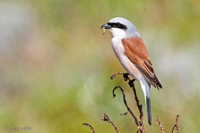 Red-backed Shrike - Grauwe Klauwier - Lanius collurio