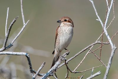 Red-backed Shrike - Grauwe Klauwier - Lanius collurio