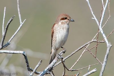 Red-backed Shrike - Grauwe Klauwier - Lanius collurio