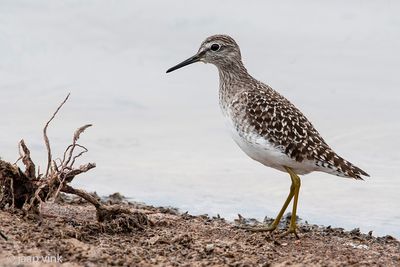 Wood Sandpiper - Bosruiter - Tringa glareola