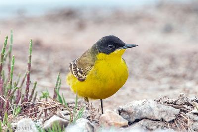 Black-headed (yellow) wagtail - Balkan Gele Kwikstaart - Motacilla (flava) feldegg