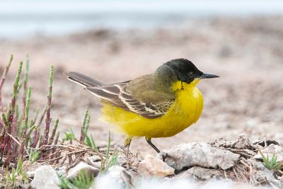 Black-headed (yellow) wagtail - Balkan Gele Kwikstaart - Motacilla (flava) feldegg