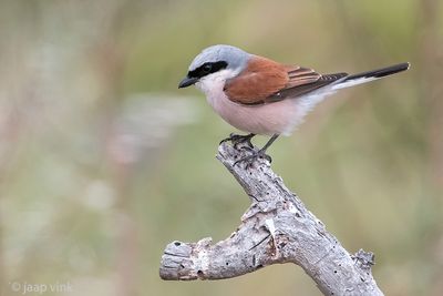 Red-backed Shrike - Grauwe Klauwier - Lanius collurio