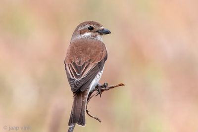 Red-backed Shrike - Grauwe Klauwier - Lanius collurio