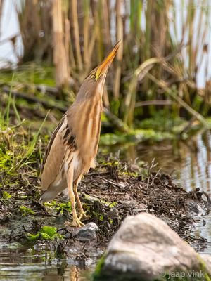 Little Bittern - Woudaap - Ixobrychus minutus