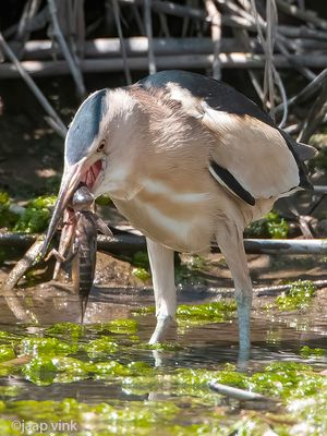 Little Bittern - Woudaap - Ixobrychus minutus