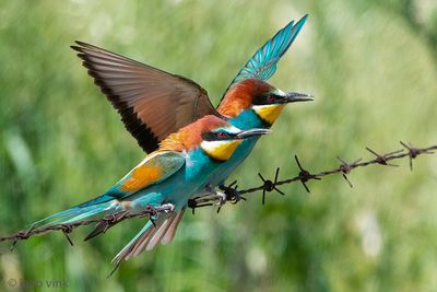 European Bee-eater - Bijeneter - Merops apiaster