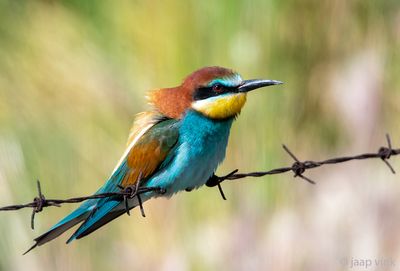 European Bee-eater - Bijeneter - Merops apiaster