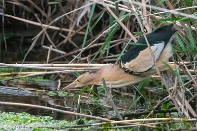 Little Bittern - Woudaap - Ixobrychus minutus
