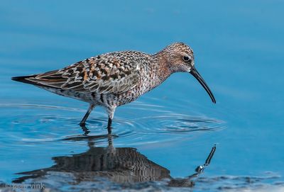 Curlew Sandpiper - Krombekstrandloper - Calidris ferruginea