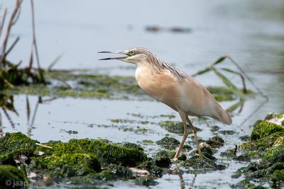 Squacco Heron - Ralreiger - Ardeola ralloides
