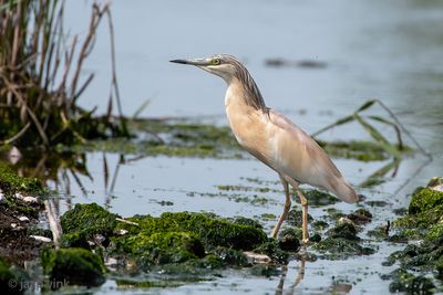 Squacco Heron - Ralreiger - Ardeola ralloides
