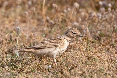 Greater Short-toed Lark - Kortteenleeuwerik - Calandrella brachydactyla