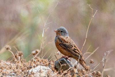 Cretzschmar's Bunting - Bruinkeelortolaan - Emberiza caesia
