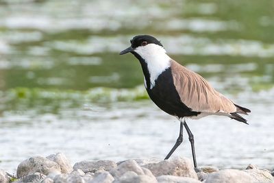 Spur-winged Plover - Sporenkievit - Vanellus spinosus