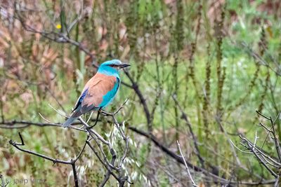 European Roller - Scharrelaar - Coracias garrulus